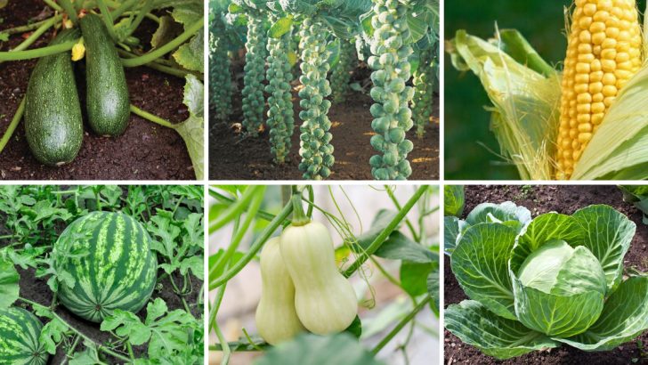 The 18 Worst Vegetables For Raised Garden Beds