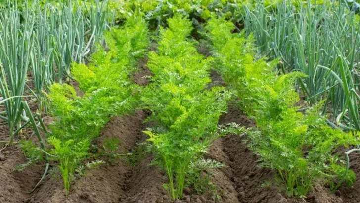 The 20 Best Companion Plants That Will Make Your Garden Thrive