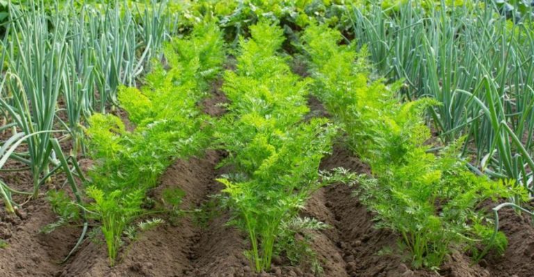 The 20 Best Companion Plants That Will Make Your Garden Thrive