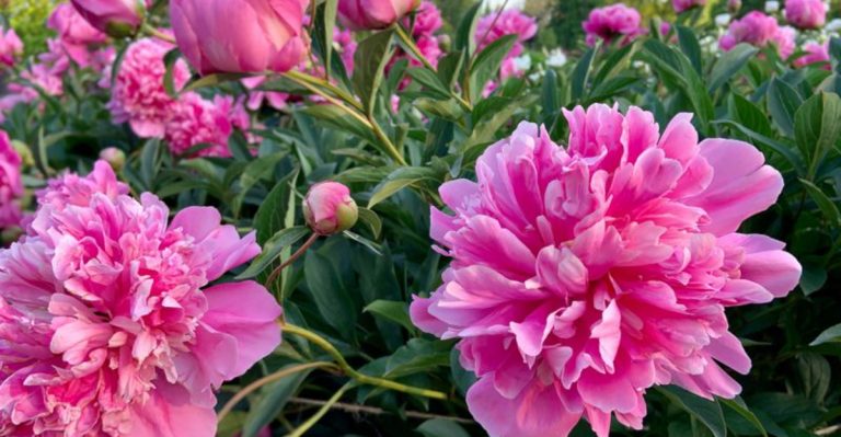 The 21 Worst Plants to Grow Beside Your Beautiful Roses