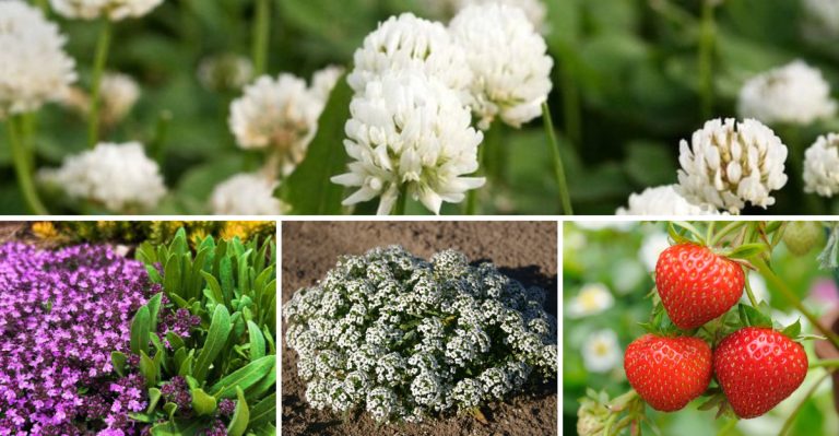 The 22 Best Types Of Ground Covers To Plant Around Fruit Trees