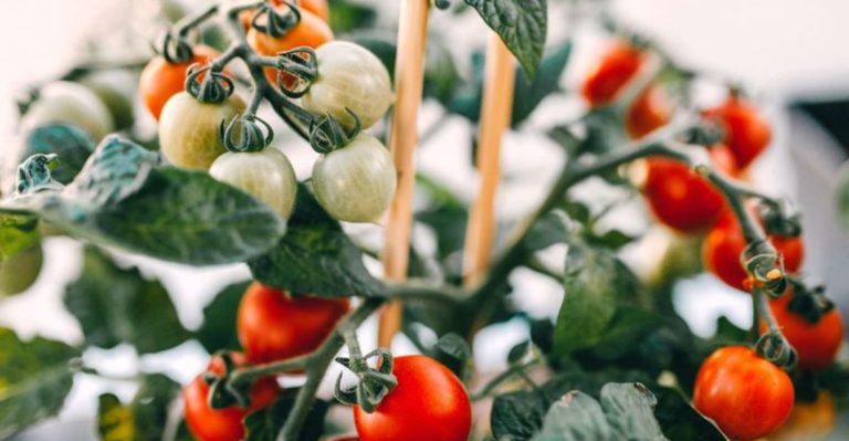 The 24 Best Crops for a High-Yield Survival Garden