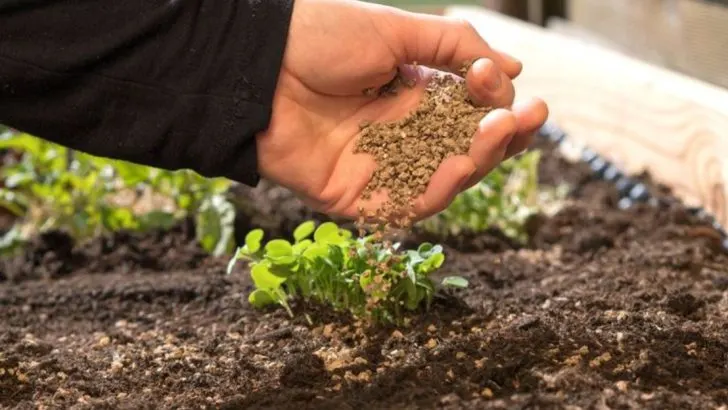 The Best Fertilizers for Every Plant Type (And When to Use Them)