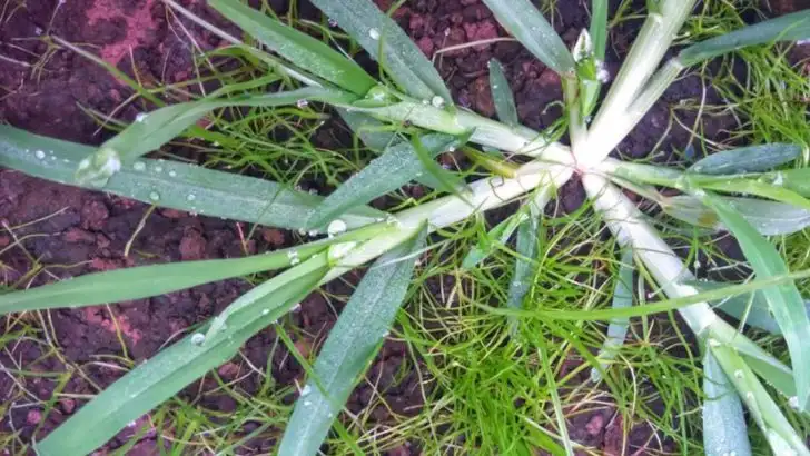 The Best Strategies to Stop Goosegrass from Taking Over Your Lawn