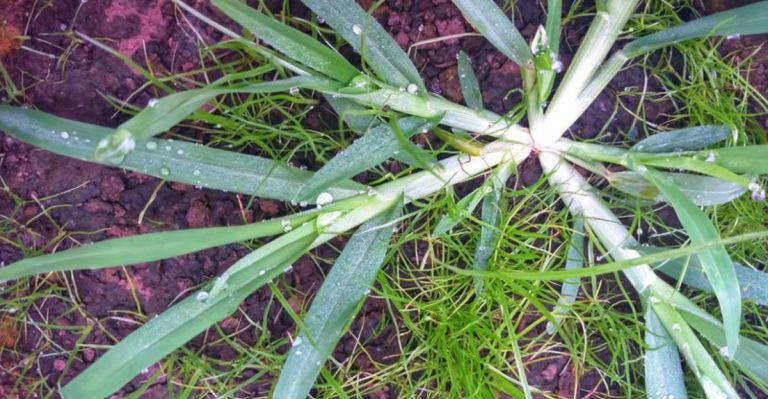 The Best Strategies to Stop Goosegrass from Taking Over Your Lawn