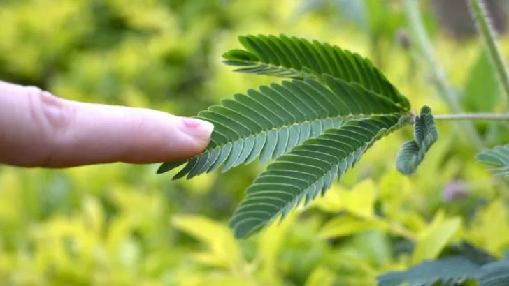 The Fascinating Ways Plants Respond to Sound and Touch