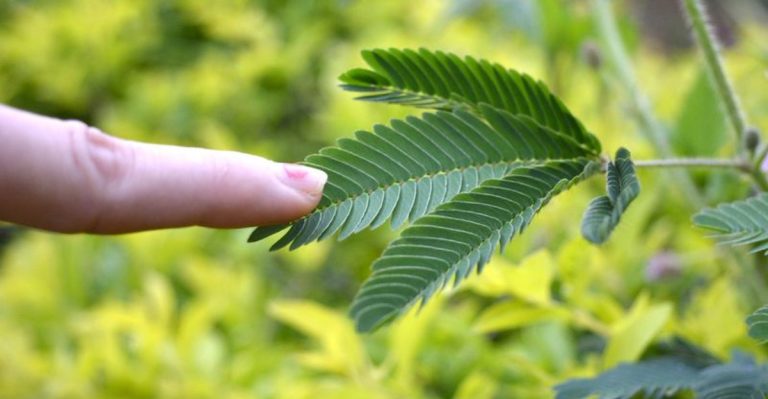The Fascinating Ways Plants Respond to Sound and Touch