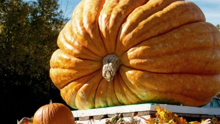 The Garden Challenge: 20 Dares to Put Your Gardening Skills to the Test