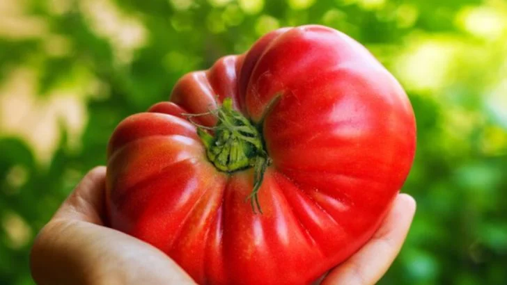 The Secret to Growing Bigger, Healthier Tomatoes Every Season