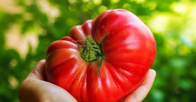 The Secret to Growing Bigger, Healthier Tomatoes Every Season