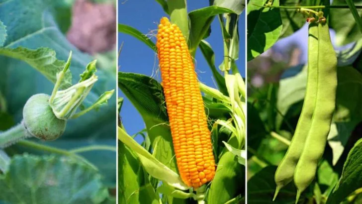 The Ultimate Guide to Companion Planting for a Healthier Garden