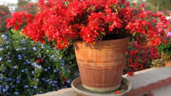 The Ultimate Guide to Growing Bougainvillea in Pots – 18 Must-Know Tips!