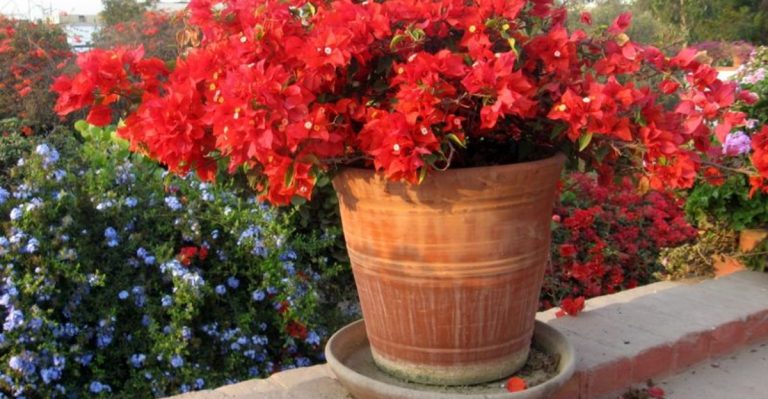 The Ultimate Guide to Growing Bougainvillea in Pots – 18 Must-Know Tips!