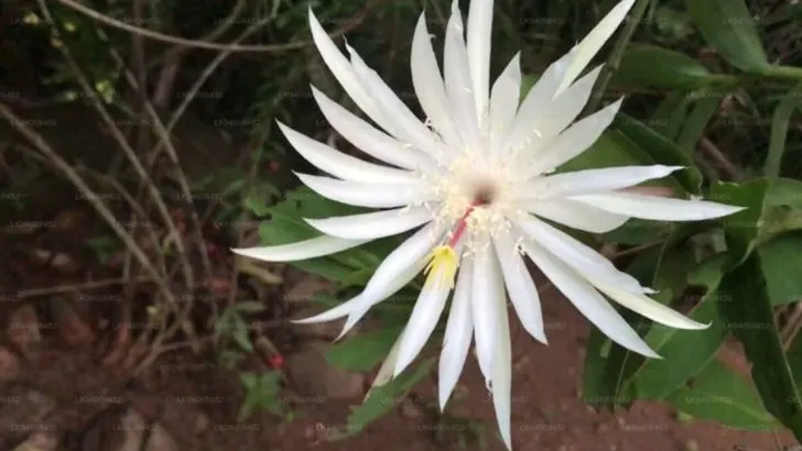 The World Lost 19 Breathtaking Flowers That No Longer Exist