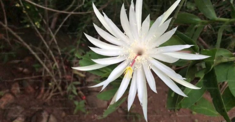 The World Lost 19 Breathtaking Flowers That No Longer Exist