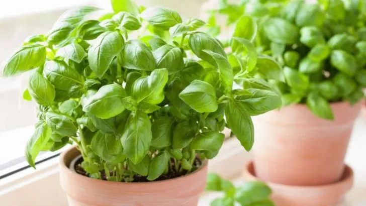 These 17 Plants Hate Being Planted in April (Wait a Little Longer)