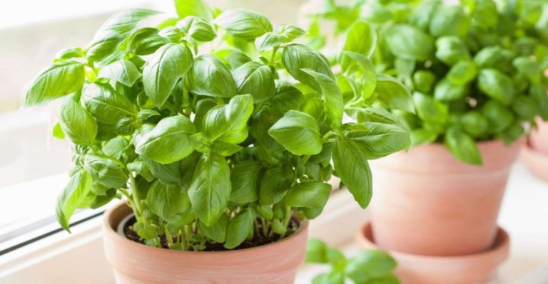 These 17 Plants Hate Being Planted in April (Wait a Little Longer)