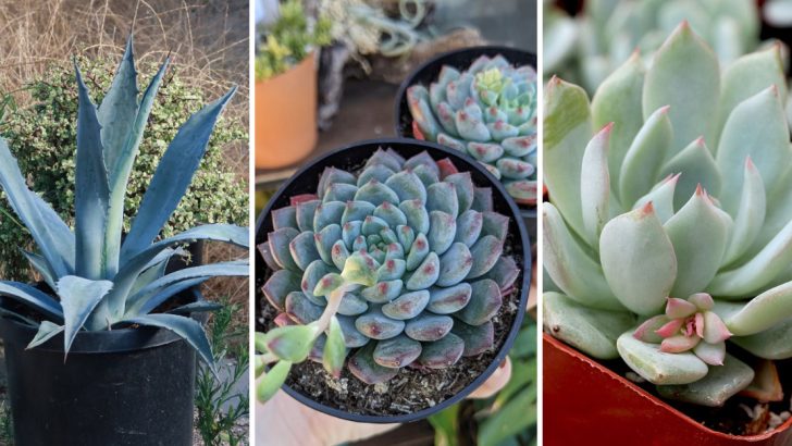 Top 20 Trendy Teal Plants for Your Garden