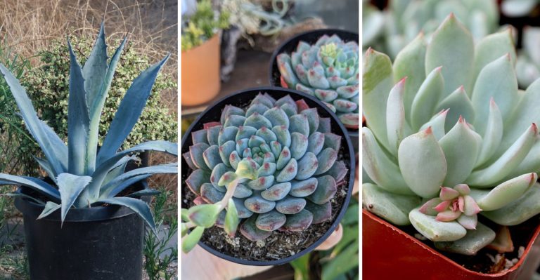 Top 20 Trendy Teal Plants for Your Garden
