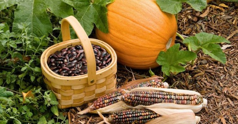 Try These 23 Ancient Vegetable Growing Practices For A Better Harvest!