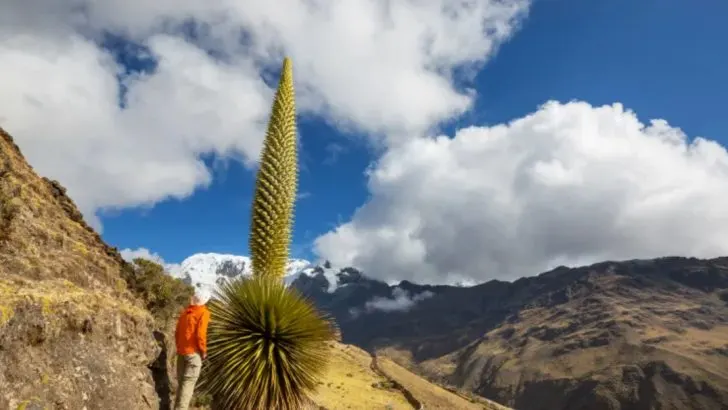Unbelievable Flowers That Only Bloom Once Every Decade