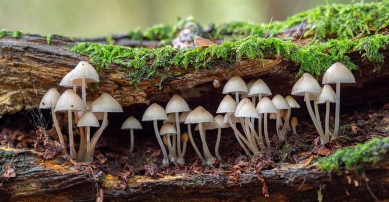 What Happens in Your Garden in March? The First Signs of Spring and What to Do About Them