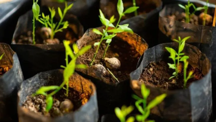 When to Use Seeds vs. Seedlings: 12 Insights for a Thriving Garden