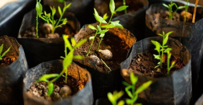 When to Use Seeds vs. Seedlings: 12 Insights for a Thriving Garden