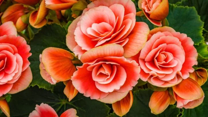 Why You Should Ditch Magnolias This Spring and Grow These 17 Flowers Instead