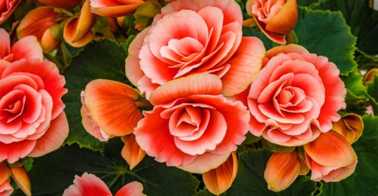Why You Should Ditch Magnolias This Spring and Grow These 17 Flowers Instead