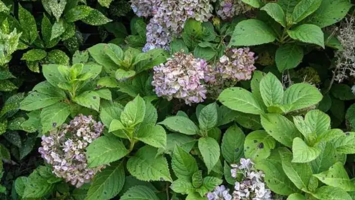 Why Your Hydrangeas Aren’t Blooming: 14 Overlooked Fixes