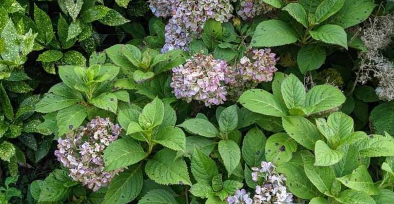 Why Your Hydrangeas Aren’t Blooming: 14 Overlooked Fixes