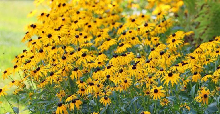 Your Coneflowers Will Thrive Next to These 17 Plants