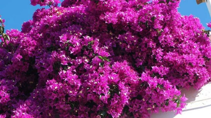 10 Bougainvillea Varieties That Shower Gardens in Color Until First Frost