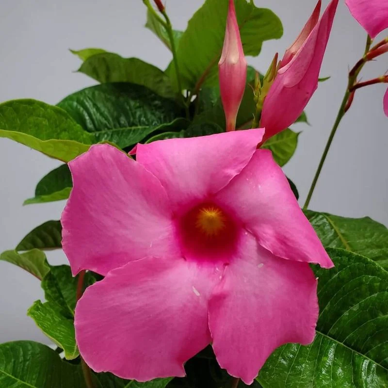 Mandevilla 'Alice du Pont'