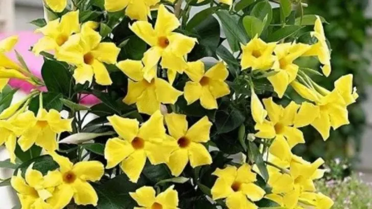 10 Mandevilla Varieties That Keep Climbing and Blooming Until Frost
