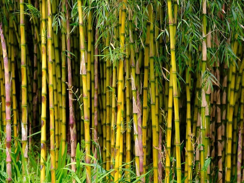Bamboo