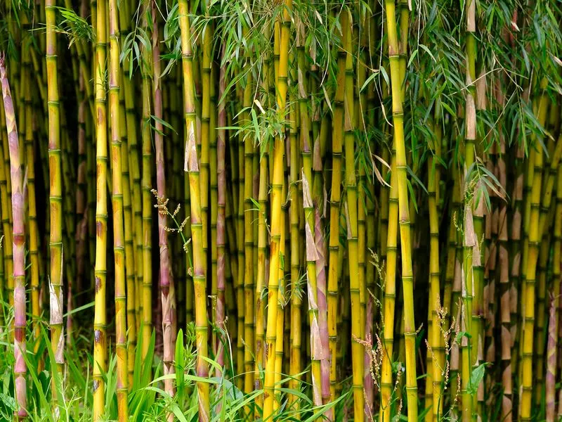 Bamboo