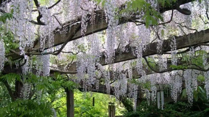 10 Plants That Landscapers Believe Shouldn’t Be in Home Gardens (And 10 Better Choices Instead)