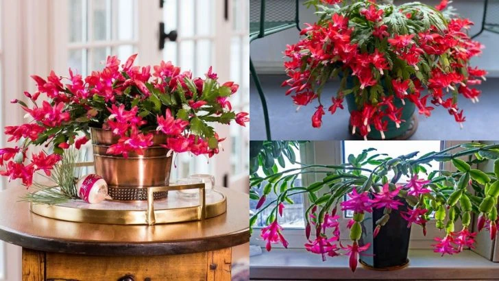 10 Things to Try If Your Christmas Cactus Cuttings Aren’t Rooting