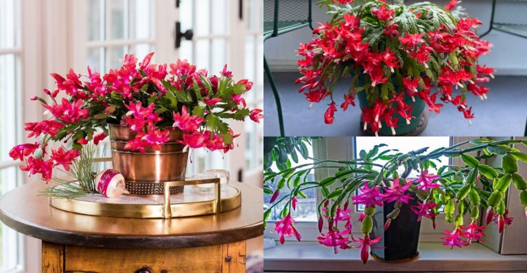 10 Things to Try If Your Christmas Cactus Cuttings Aren’t Rooting