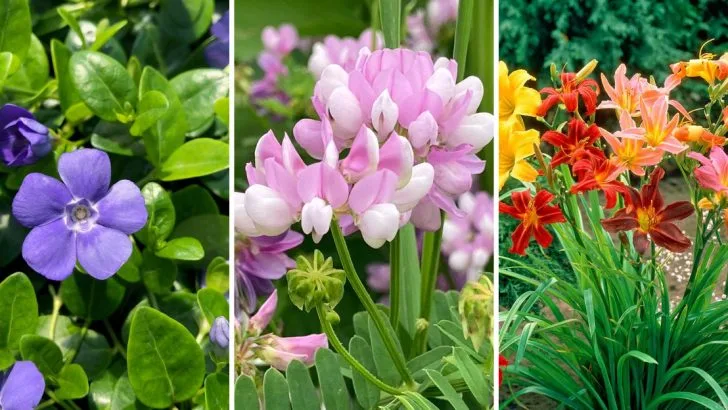 10 Common Ground Cover Plants That Aren’t Worth Putting In Your Yard (And 10 Alternatives To Consider)