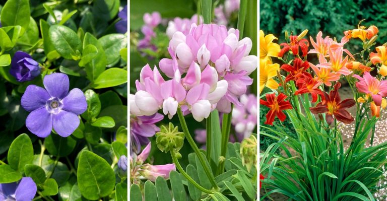 10 Common Ground Cover Plants That Aren’t Worth Putting In Your Yard (And 10 Alternatives To Consider)
