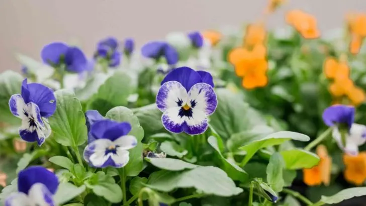 10 Edible Flowers You Can Grow and Use in Your Recipes