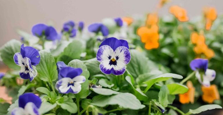10 Edible Flowers You Can Grow and Use in Your Recipes