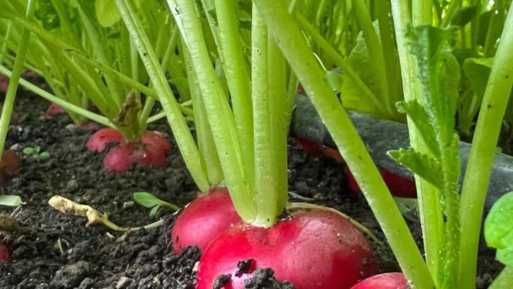 10 Fast-Growing Edible Plants You Can Harvest in 30 Days or Less