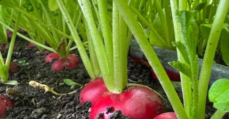 10 Fast-Growing Edible Plants You Can Harvest in 30 Days or Less