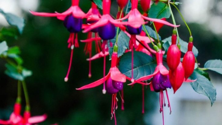 10 Flowering Plants That Love Wet Climates (And 5 That Struggle)
