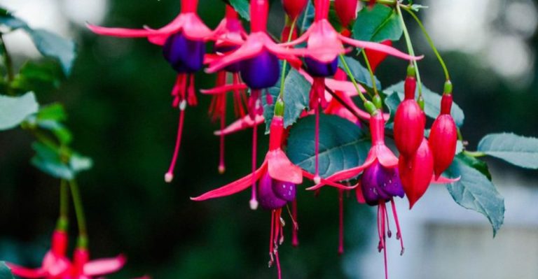 10 Flowering Plants That Love Wet Climates (And 5 That Struggle)
