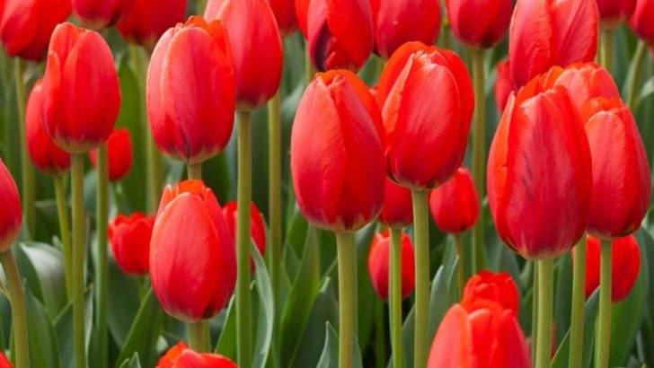 10 Garden Plants That Are Toxic to Dogs (And 10 Safer Alternatives to Grow)